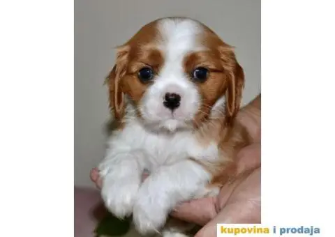 CAVALIER KING CHARLES  spaniel štenci - 1/5