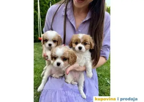 CAVALIER KING CHARLES  spaniel štenci - 2/5
