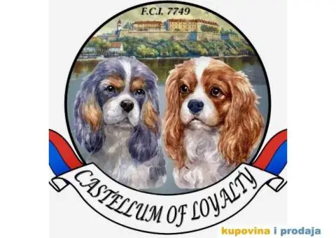 CAVALIER KING CHARLES  spaniel štenci - 3/5