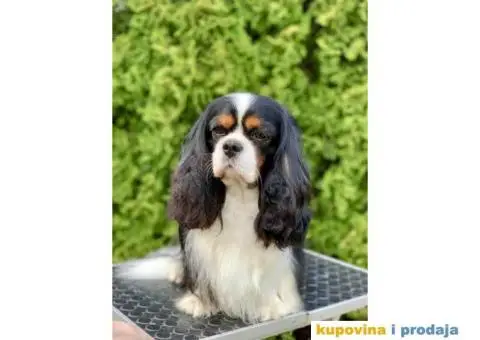 CAVALIER KING CHARLES  spaniel štenci - 4/5