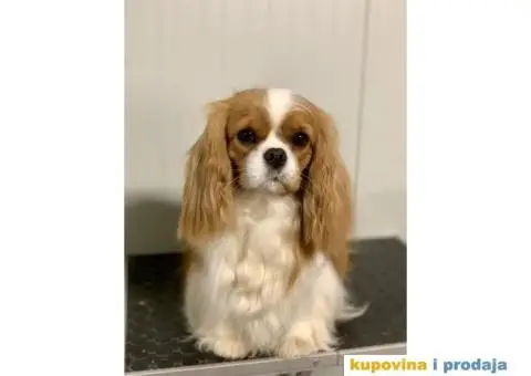 CAVALIER KING CHARLES  spaniel štenci - 5/5