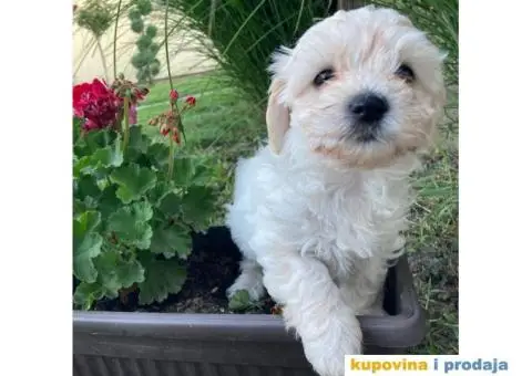 Maltipoo štenci - 1/11