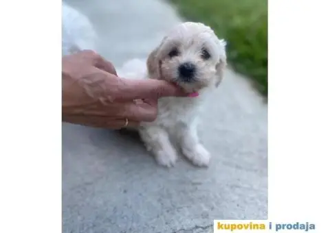 Maltipoo štenci - 2/11