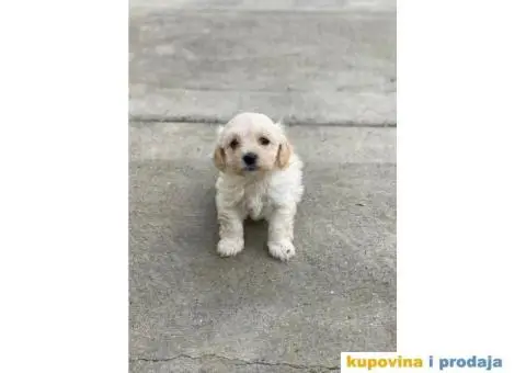 Maltipoo štenci - 3/11