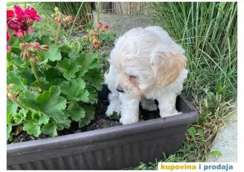 Maltipoo štenci - 4/11