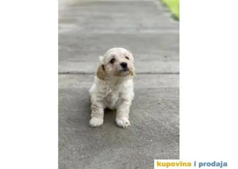 Maltipoo štenci - 5/11