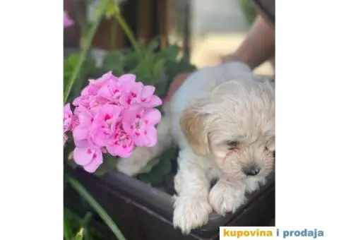 Maltipoo štenci - 6/11