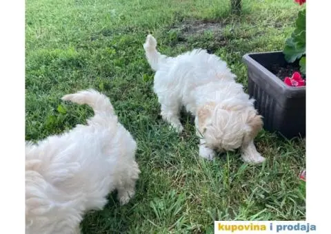 Maltipoo štenci - 7/11