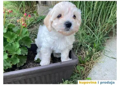 Maltipoo štenci - 8/11