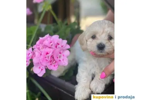 Maltipoo štenci - 9/11