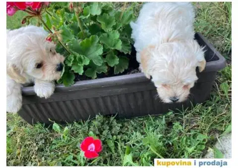 Maltipoo štenci - 10/11