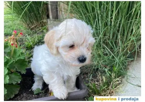 Maltipoo štenci - 11/11