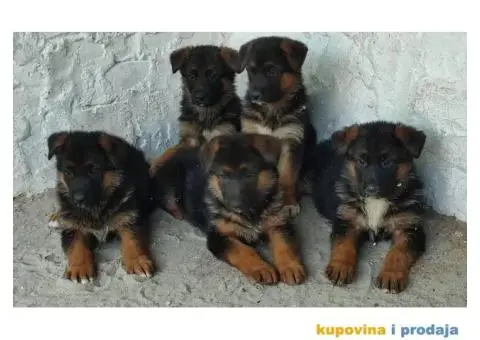 Nemački ovčar štenci - 1/6