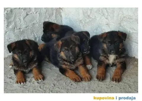 Nemački ovčar štenci - 2/6