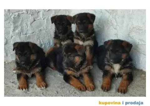 Nemački ovčar štenci - 3/6