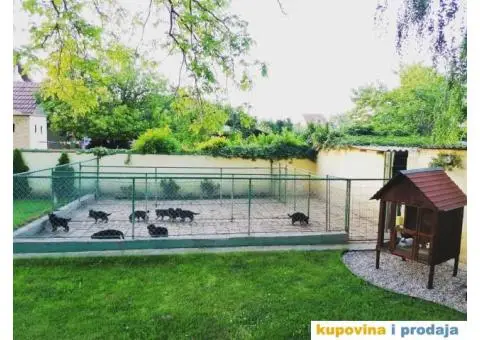 Nemački ovčar štenci - 6/6