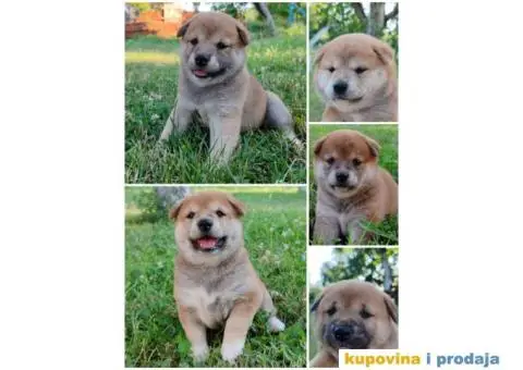 Šiba inu prelepi štenci - 1/12