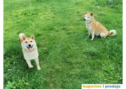 Šiba inu prelepi štenci - 2/12