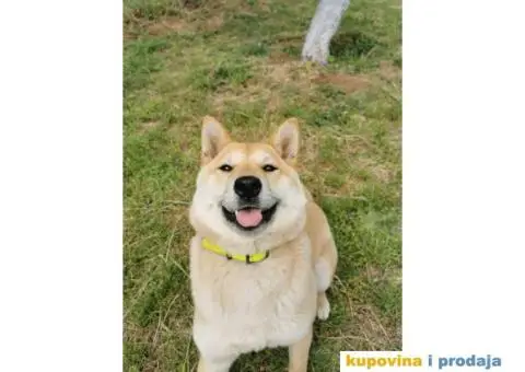 Šiba inu prelepi štenci - 3/12