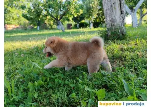 Šiba inu prelepi štenci - 4/12