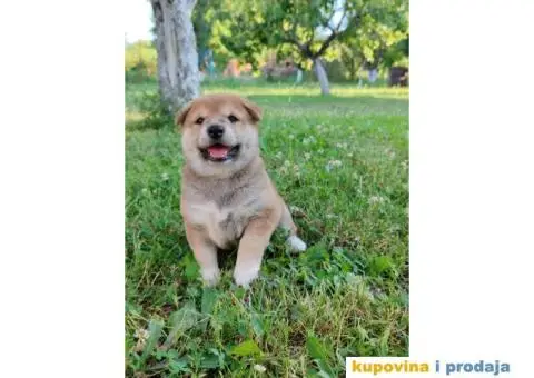 Šiba inu prelepi štenci - 5/12