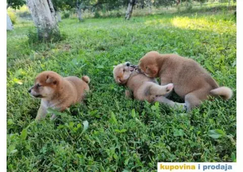 Šiba inu prelepi štenci - 6/12