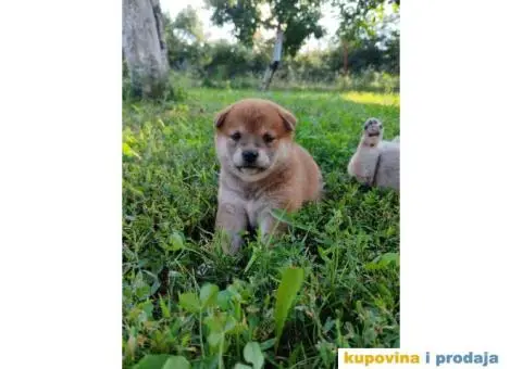 Šiba inu prelepi štenci - 7/12