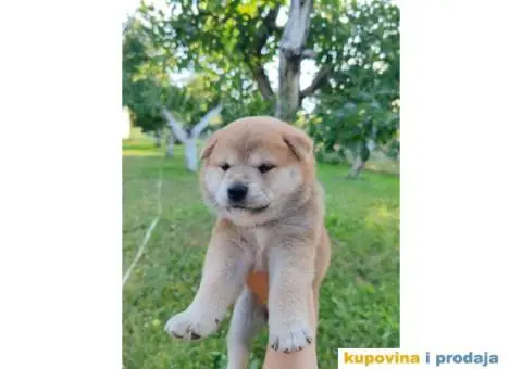 Šiba inu prelepi štenci - 8/12