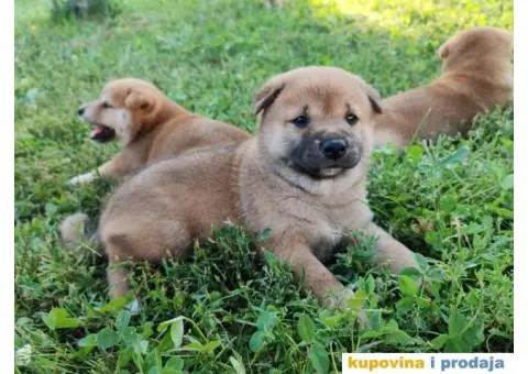 Šiba inu prelepi štenci - 9/12