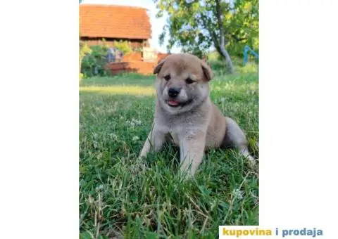 Šiba inu prelepi štenci - 10/12