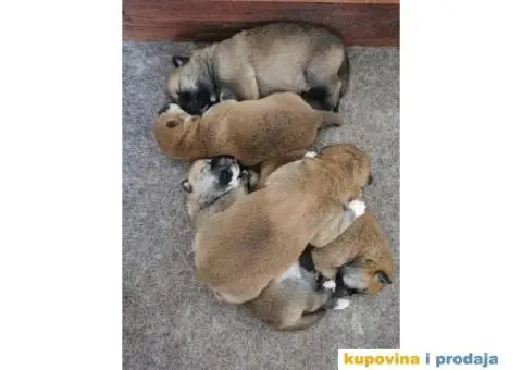 Šiba inu prelepi štenci - 11/12