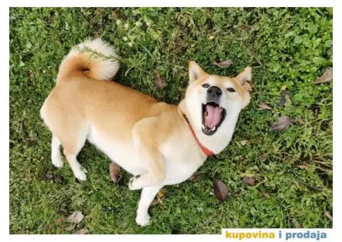 Šiba inu prelepi štenci - 12/12