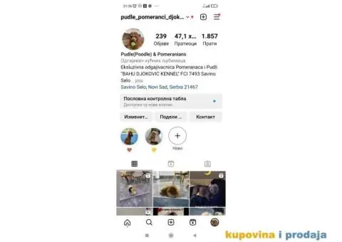 Cockapoo prelepi štenci - 4/6