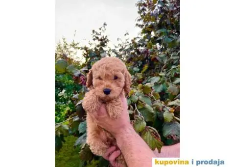 Dostupne patuljaste PUDLE, aprikot boja - 1/9