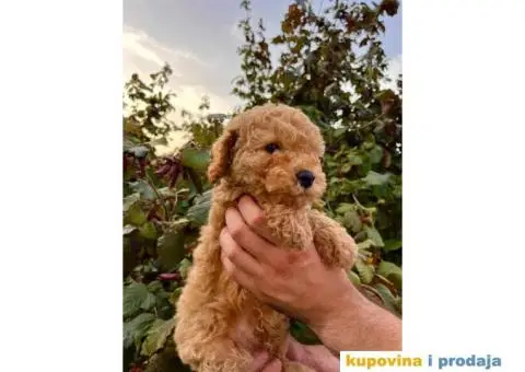 Dostupne patuljaste PUDLE, aprikot boja - 2/9