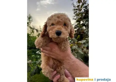 Dostupne patuljaste PUDLE, aprikot boja - 3/9