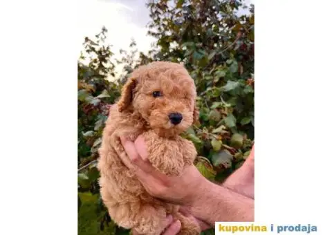 Dostupne patuljaste PUDLE, aprikot boja - 4/9