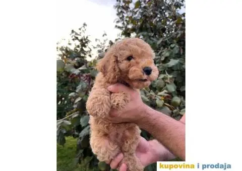 Dostupne patuljaste PUDLE, aprikot boja - 5/9