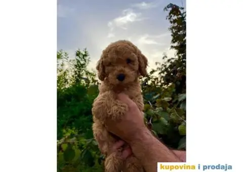 Dostupne patuljaste PUDLE, aprikot boja - 6/9