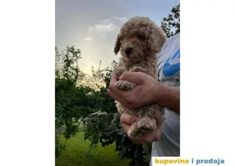 Dostupne patuljaste PUDLE, aprikot boja - 7/9