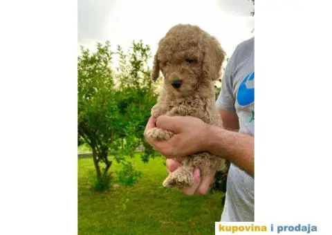 Dostupne patuljaste PUDLE, aprikot boja - 8/9