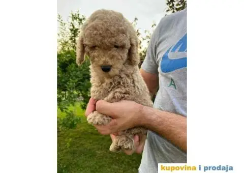 Dostupne patuljaste PUDLE, aprikot boja - 9/9