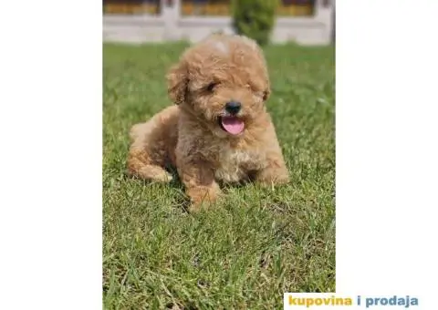 TOY  pudla u ponudi - 1/5