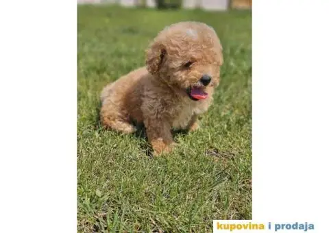 TOY  pudla u ponudi - 2/5