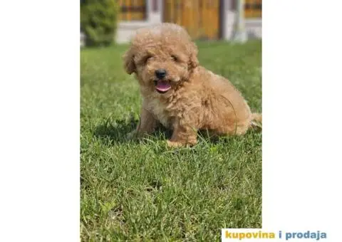 TOY  pudla u ponudi - 3/5