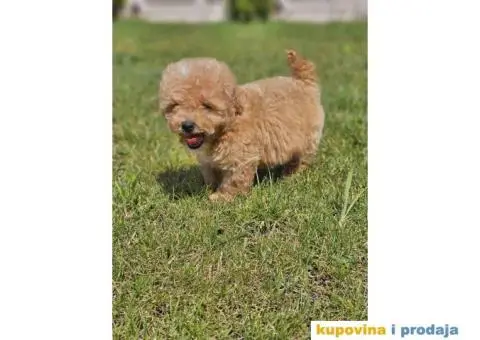 TOY  pudla u ponudi - 4/5