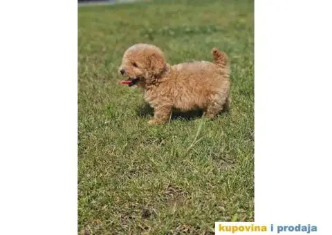 TOY  pudla u ponudi - 5/5