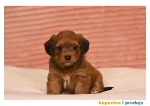 Havanski Bišon štenci - 1/7