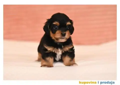 Havanski Bišon štenci - 2/7