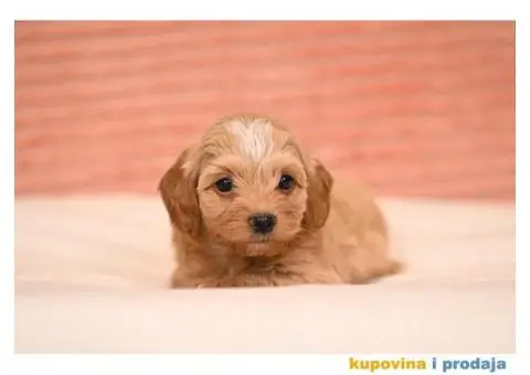 Havanski Bišon štenci - 3/7